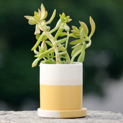 indian royal crafts planters ceramic pots for plants indoor planters ceramic pots manufacturer brahmz planters flower pots