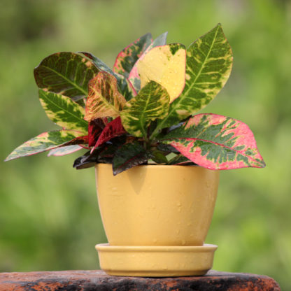 indian royal crafts planters ceramic pots for plants indoor planters ceramic pots manufacturer brahmz planters flower pots