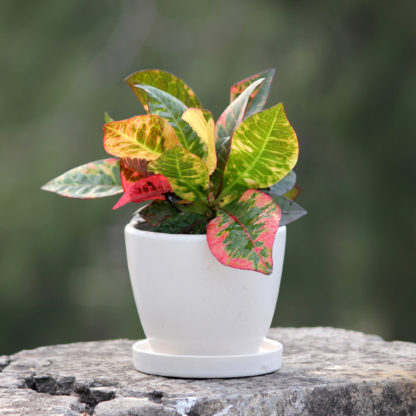 indian royal crafts planters ceramic pots for plants indoor planters ceramic pots manufacturer brahmz planters flower pots
