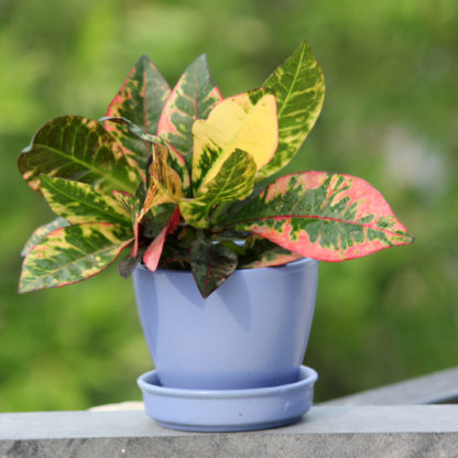 indian royal crafts planters ceramic pots for plants indoor planters ceramic pots manufacturer brahmz planters flower pots