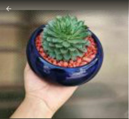 Ceramic Planter Flat Oval Bonsai MOQ-24pcs