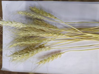 Wheat Stick Rattan Reed -MIN 500