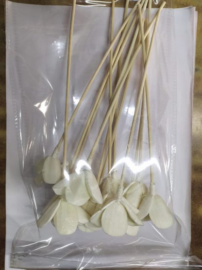 Brahmz Reeds 4 Petal Sola Flower Reed Stick